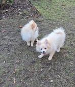 POMERİAAN PUPS, België, Fokker | Hobbymatig, 15 weken tot 1 jaar, Parvo