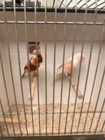 Harlekijn kanaries, Meerdere dieren, Postuurkanarie