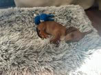 Teckel pup teefje, Dieren en Toebehoren, Parvo, 8 tot 15 weken, Teef, Eén hond