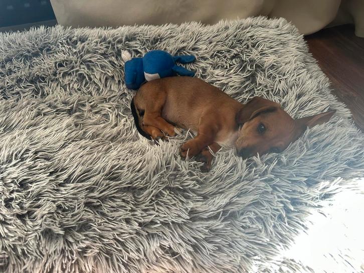 Teckel pup teefje, Dieren en Toebehoren, Honden | Niet-rashonden, Middel, Teef, Fokker | Hobbymatig, Eén hond, Nederland, 8 tot 15 weken
