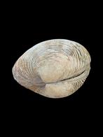 Tweekleppige Venus schelp Veneridae Periglypta Multicostata, Ophalen of Verzenden, Schelp(en)
