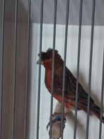 Harlekijn kanaries, Dieren en Toebehoren, Vogels | Kanaries, Mannelijk, Kleurkanarie
