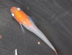 Oranje/Wit Japanse rijstvis, Medaka, mini-koi, Karper of Koi