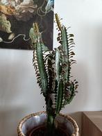 Cactus / Afrikaans melkboom / Euphorbia trigona, Cactus, Minder dan 100 cm, Ophalen of Verzenden, Halfschaduw