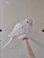 Koppel diamantduifjes, Dieren en Toebehoren, Vogels | Overige Vogels, Meerdere dieren, Tropenvogel, Geringd