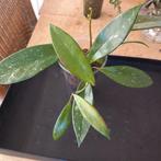 hoya pubicalyx splash nr 100, Ophalen of Verzenden, Overige soorten, Minder dan 100 cm