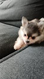 Pomeriaan pups, Dieren en Toebehoren, Honden | Chihuahua's en Gezelschapshonden, Overige rassen, 8 tot 15 weken, Meerdere, Meerdere dieren
