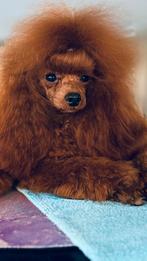 poedel poodle toy, Poedel, Rabiës (hondsdolheid), 15 weken tot 1 jaar, Teef