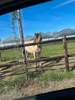Te lease aangeboden fjord verzorg paard  winssen, Dieren en Toebehoren, Paarden en Pony's | Overige Paardenspullen, Ophalen of Verzenden