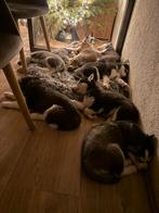 Husky puppy's, Dieren en Toebehoren, Overige rassen, Meerdere, Nederland, Particulier