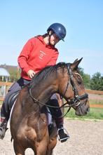 Knappe, 7 jarige  ruin, Dieren en Toebehoren, Paarden, Gechipt, Ruin, 7 tot 10 jaar, 160 tot 165 cm