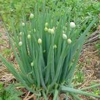 Gezocht: stengel ui of Allium fistulosum, Tuin en Terras, Verzenden, Voorjaar, Volle zon, Zaad