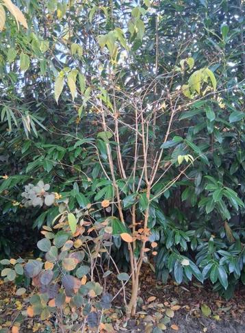 Heptacodium miconioides zevenzonenboom meerstammig beschikbaar voor biedingen