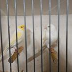 Rood/geel mozaiek, Meerdere dieren, Kleurkanarie