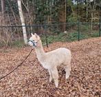 alpaca hengstje, Dieren en Toebehoren, Overige Dieren, April, Mannelijk