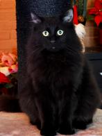 2 ragdoll poezen,  black solid 1,5 jr oud en tortie 6 mnd, Dieren en Toebehoren, Katten en Kittens | Raskatten | Langhaar, Poes