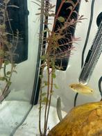 Mooie gourami geel, Dieren en Toebehoren, Vis, Zoetwatervis