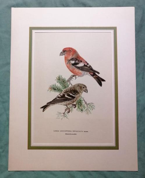 Vogelprent Tureluur Litho, Antiek en Kunst, Kunst | Etsen en Gravures, Ophalen of Verzenden