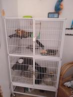 Rat met kooi, Dieren en Toebehoren, Ophalen of Verzenden, Zo goed als nieuw, Metaal, Vogelkooi