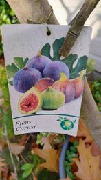 Vijgenboom 220cm hoog
en stam dikte 12 cm, Tuin en Terras, Ophalen, 100 tot 250 cm, Vijgenboom, Lente