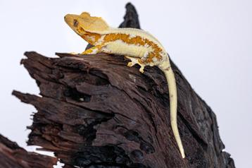 Wimpergekko vrouw! beschikbaar voor biedingen