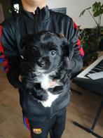 Pomchi chihuahua pups, Dieren en Toebehoren, Reu, 8 tot 15 weken, Meerdere, Chihuahua