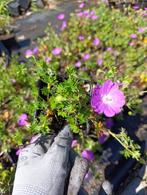 Prachtige Geranium ‘Max Frei’, Tuin en Terras, Planten | Tuinplanten, Ophalen, Zomer, Bodembedekkers, Halfschaduw