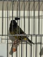 te koop een bastaard zwartkopsijs x kanarie man top zanger, Mannelijk, Wildzangvogel, Geringd