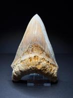 Megalodon haaientand wit 12,5 cm Indonesië, Verzamelen, Mineralen en Fossielen, Ophalen of Verzenden, Fossiel