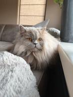 Mooie britse langhaar, Dieren en Toebehoren, Katten en Kittens | Raskatten | Langhaar, Poes, Gechipt, 3 tot 5 jaar