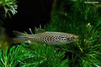 Luipaard danio €1,- p/stuk, Dieren en Toebehoren, Vissen | Aquariumvissen, Vis