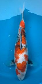 Nooie ginrin showa, kweker Miyatora, nisai, 45 cm, Dieren en Toebehoren, Karper of Koi