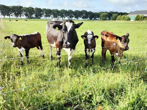 Biologische A2-melk, Diversen, Levensmiddelen, Ophalen