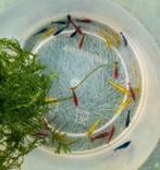 Neocaridina garnalen gemengd 10 voor 10 euro, Dieren en Toebehoren, Vissen | Aquariumvissen, Kreeft, Krab of Garnaal