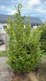 Laurierkers, Tuin en Terras, Ophalen, Overige soorten