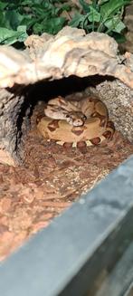 Boa Constrictor Imperator 0.1, Dieren en Toebehoren, Reptielen en Amfibieën, Slang