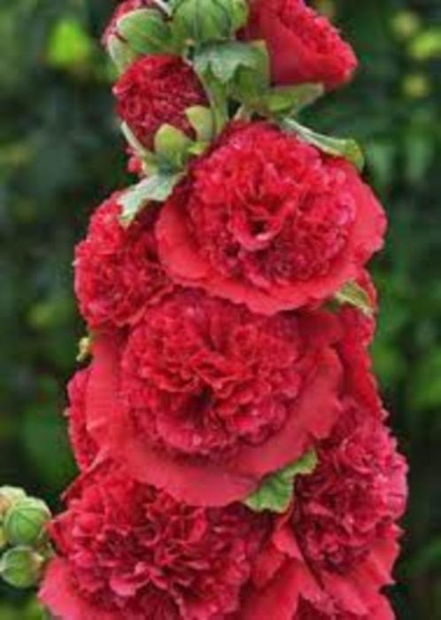 Alcea charter's scarlet zaden, Tuin en Terras, Bloembollen en Zaden, Zaad, Voorjaar, Volle zon, Ophalen of Verzenden