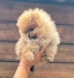 Mini pomeriaan teefje met de hand groot gebracht, Rabiës (hondsdolheid), Overige rassen, 8 tot 15 weken, Teef