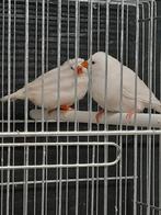 Zebravinken - wit, Dieren en Toebehoren, Meerdere dieren, Tropenvogel