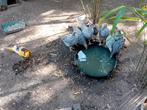 Legkippen, Meerdere dieren, Kip