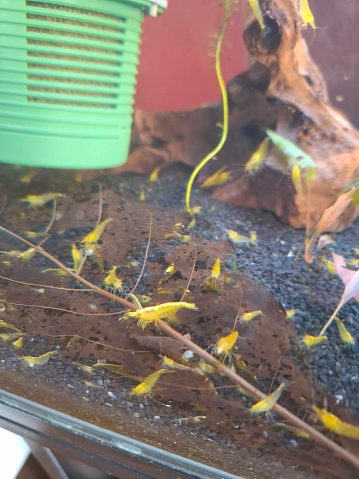 Citroen  yellow fire Backstripe garnalen., Dieren en Toebehoren, Vissen | Aquariumvissen, Kreeft, Krab of Garnaal