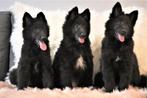 Belgische herder groenendael, Rabiës (hondsdolheid), 8 tot 15 weken, Buitenland, Meerdere