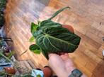 Anthurium Villenaorum, Huis en Inrichting, Kamerplanten, Overige soorten, In pot, Minder dan 100 cm, Groene kamerplant