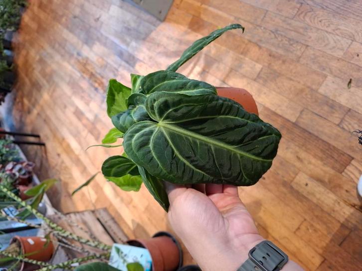 Anthurium Villenaorum, Huis en Inrichting, Kamerplanten, Overige soorten, Minder dan 100 cm, Groene kamerplant, Halfschaduw, In pot