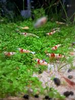 Crystal red garnalen, Dieren en Toebehoren, Vissen | Aquariumvissen, Kreeft, Krab of Garnaal