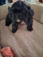 mooie boomer shih-tzu pups, Parvo, Overige rassen, 8 tot 15 weken, Meerdere