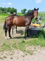 Tk Zeer mooie 16 jarige KWPN merrie, Merrie, Gechipt, Dressuurpaard, 170 tot 175 cm