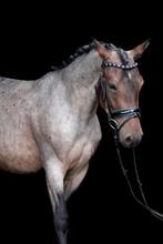 Hele brave lieve rustige D pony merrie, Dieren en Toebehoren, Pony's, Merrie, B, 3 tot 6 jaar, Recreatiepony