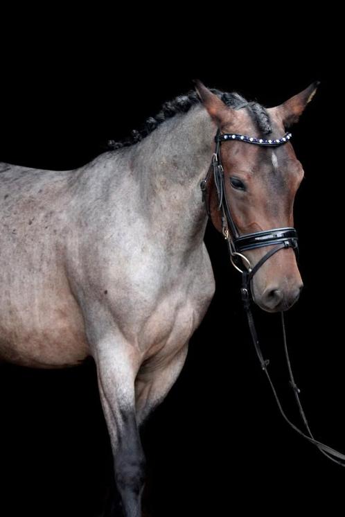 Hele brave lieve rustige D pony merrie, Dieren en Toebehoren, Pony's, Merrie, B, D pony (1.37m tot 1.48m), Recreatiepony, 3 tot 6 jaar