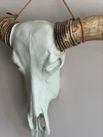 Western Longhorn skull, Ophalen, Zo goed als nieuw